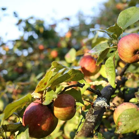 Mazurski Dworek Przy Jeziorze * Dworackie